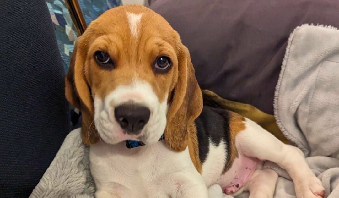 Doggy member Argo, the Beagle, relaxing on some fluffy blankets on the sofa