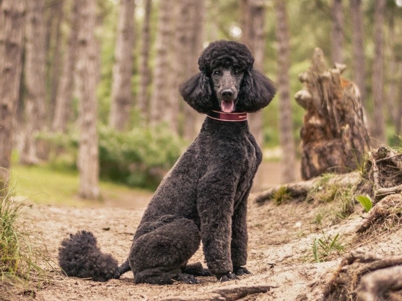 A black Standard Poodle with a fresh show hair cut sits proudly in the woodlands