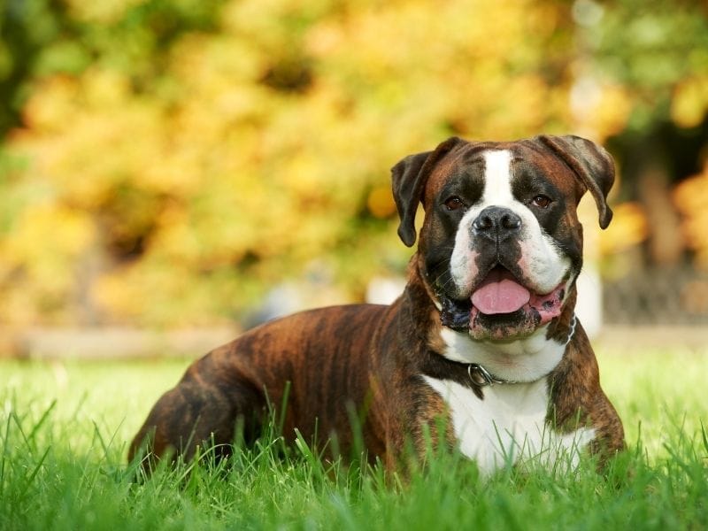 A happy, brown Boxer dog, with white markings, is lying in the grass on a summer's morning