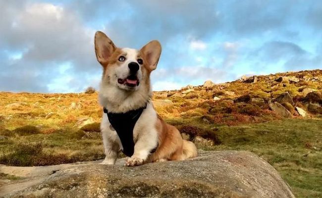 Doggy member Hovis, the Pembroke Welsh Corgi sitting on the Moors