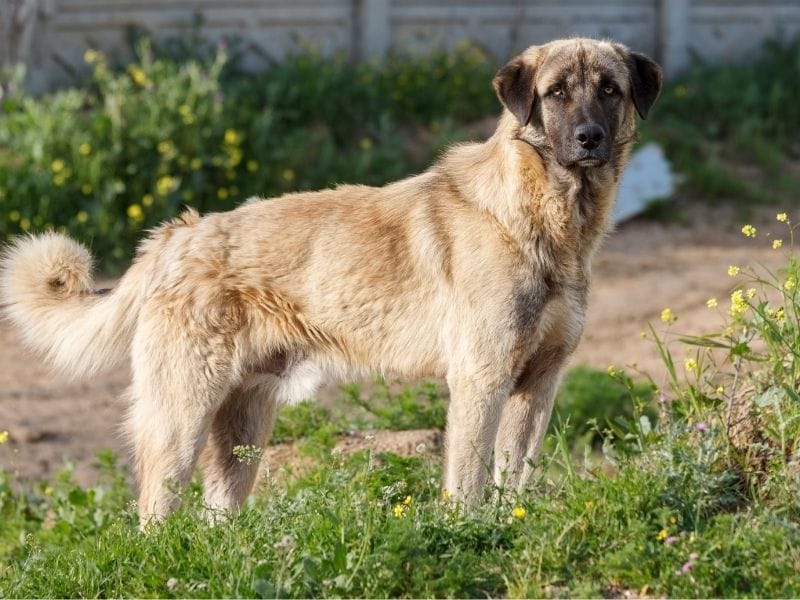 A majestic Anatolian Shepherd Dog standing proudly in the grass alongside a muddy track