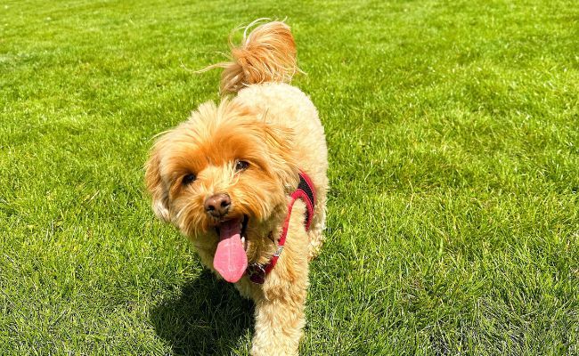 Doggy member Teddy, the Maltipoo, trotting happily towards her owner