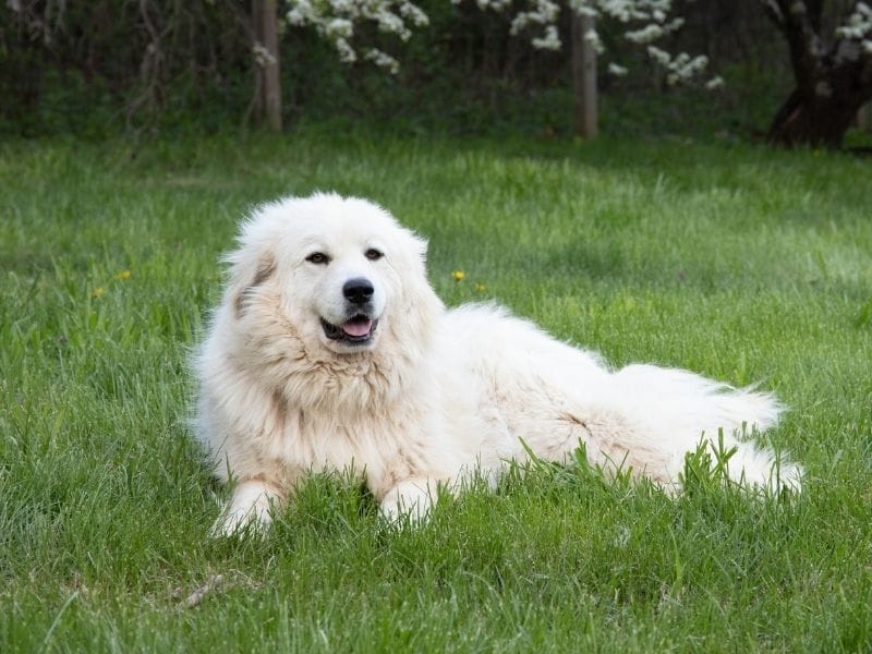 A majestic Great Pyrenees dog lying happily in the grass