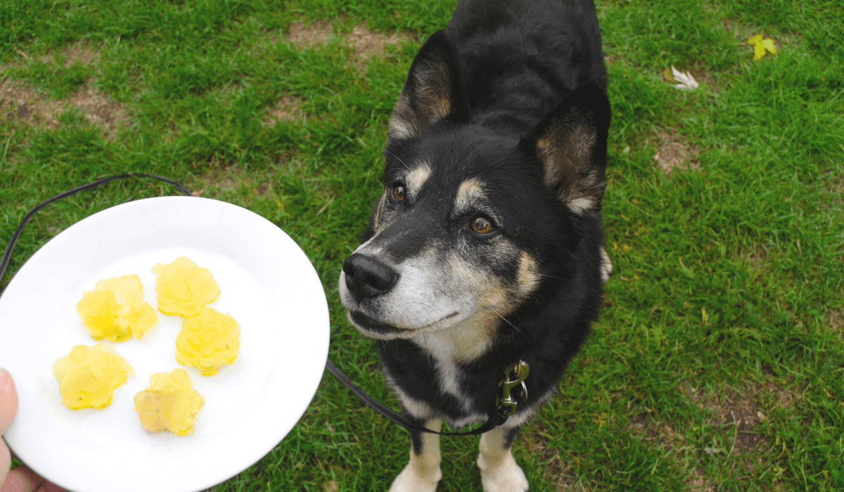 A gorgeous black dog with tan and white markings is waiting for the plate of yellow jelly treats.