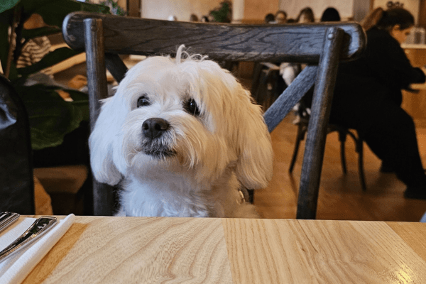 Dog friendly restaurants in London