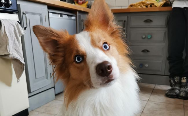 Doggy member Erza, the Welsh Collie sitting in the kitchen with her head tilted