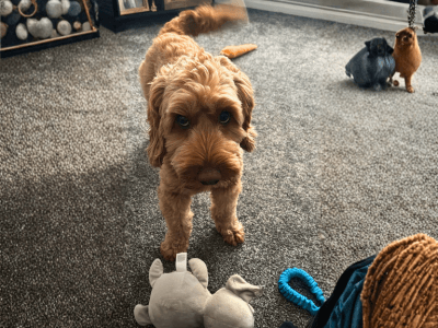 Adorable waggy dog