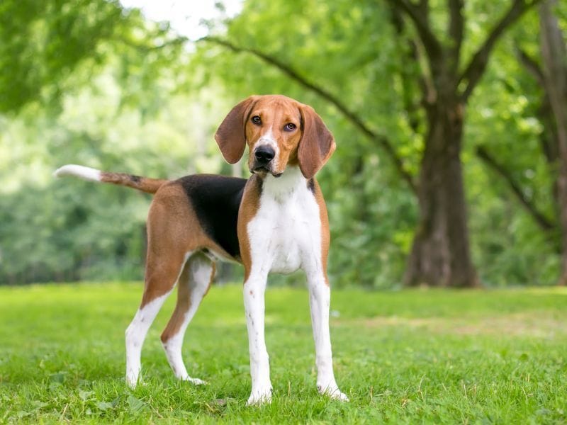 A young English Foxhound standing in the park ready to explore