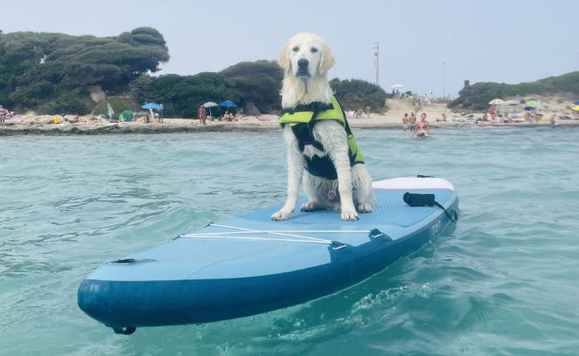 Loki the Golden Retriever wearing a yellow doggy life jacket sitting