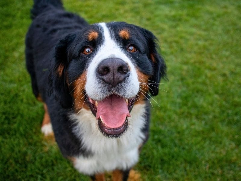 A very happy Bernese Mountain Dog in a field looking softly towards the camera