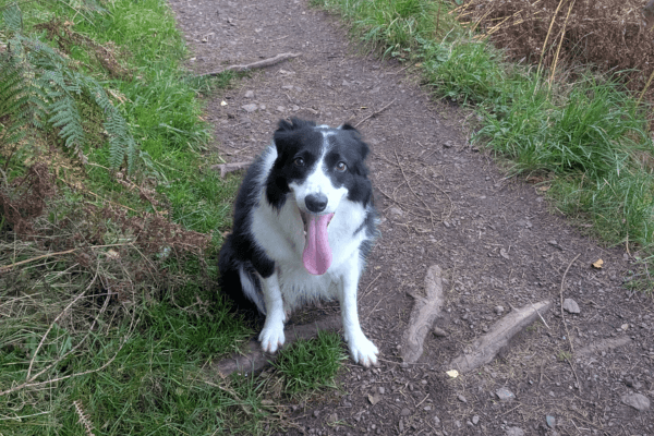 Meg the Sheepdog