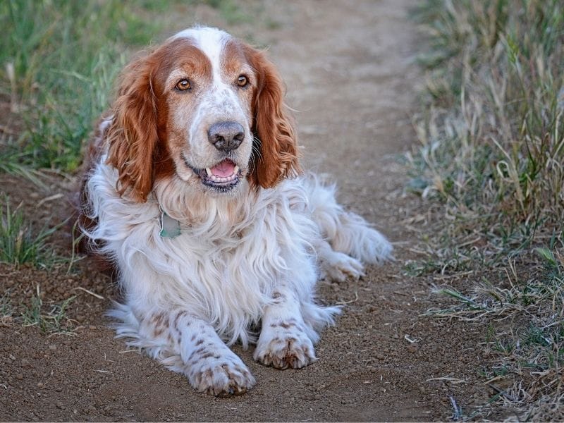 A beautiful Welsh Springer Spaniel is lying on a dry mud path on a cool summer's evening