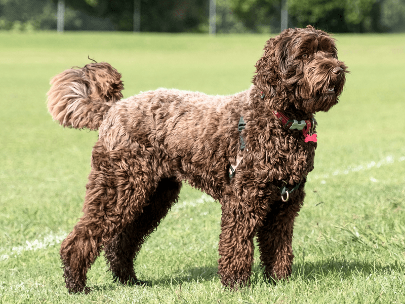 A chocolate Labradoodle standing alert in a field ready for fetch