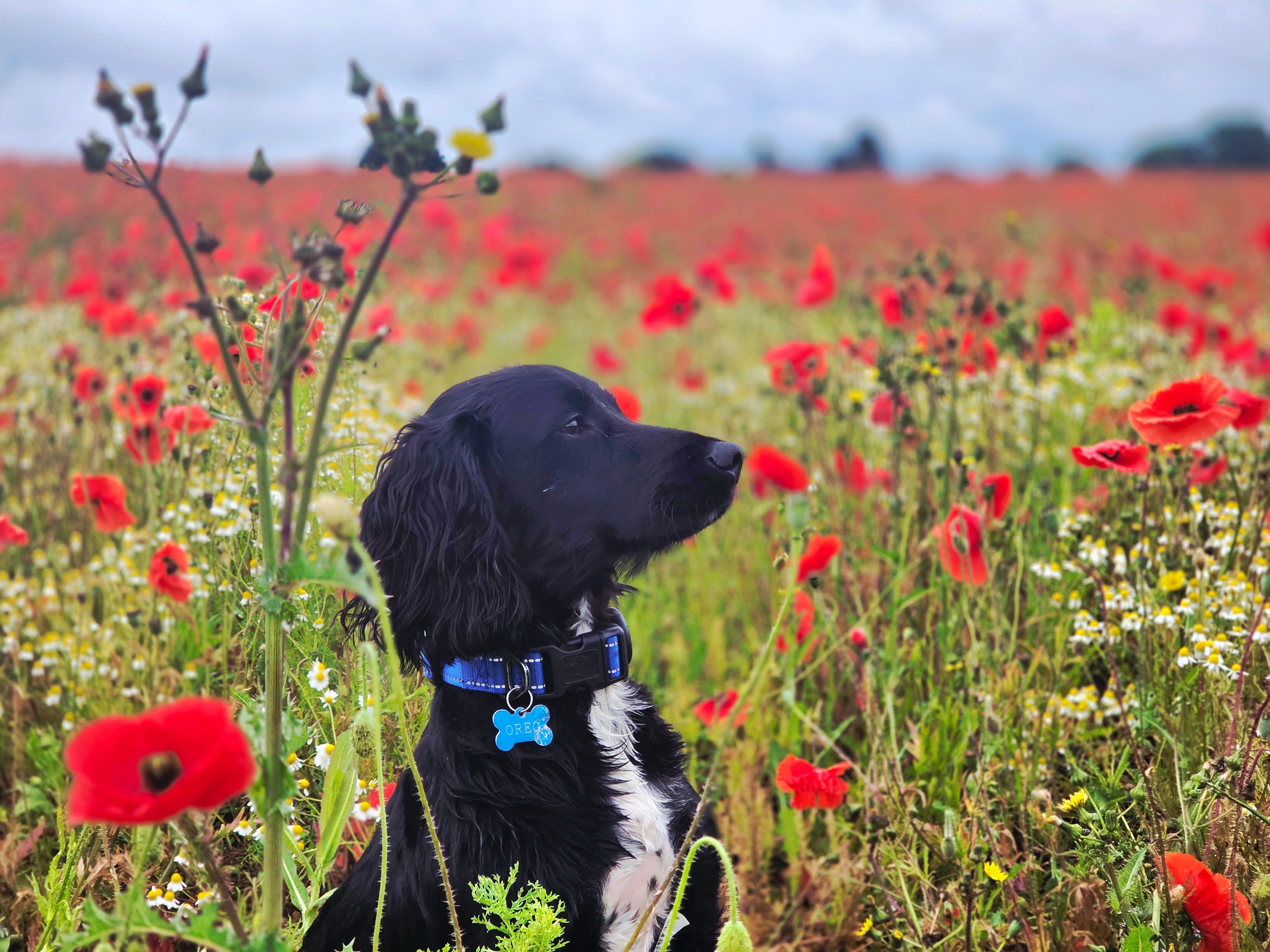 Oreo the Cocker Spaniel