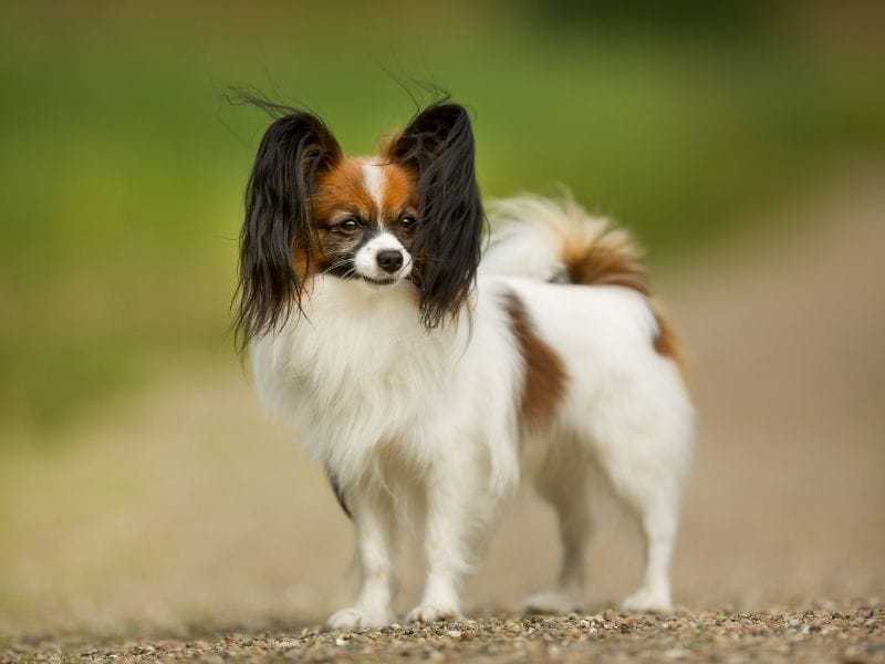A white and brown Papillon standing patiently on a gravelled path