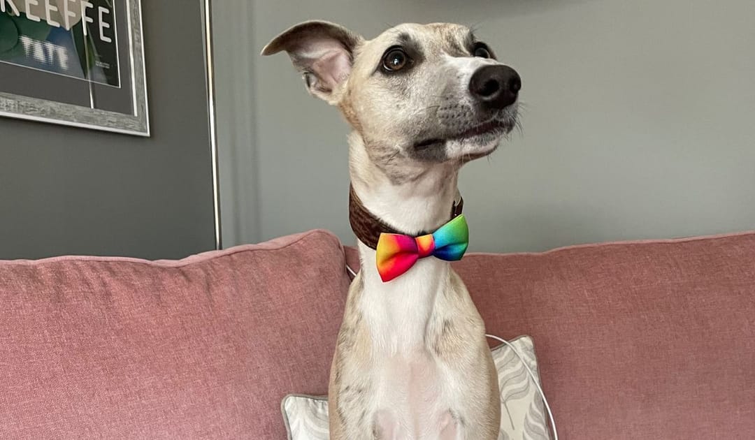 Doggy member Gus, the Whippet, wearing his rainbow coloured bow tie