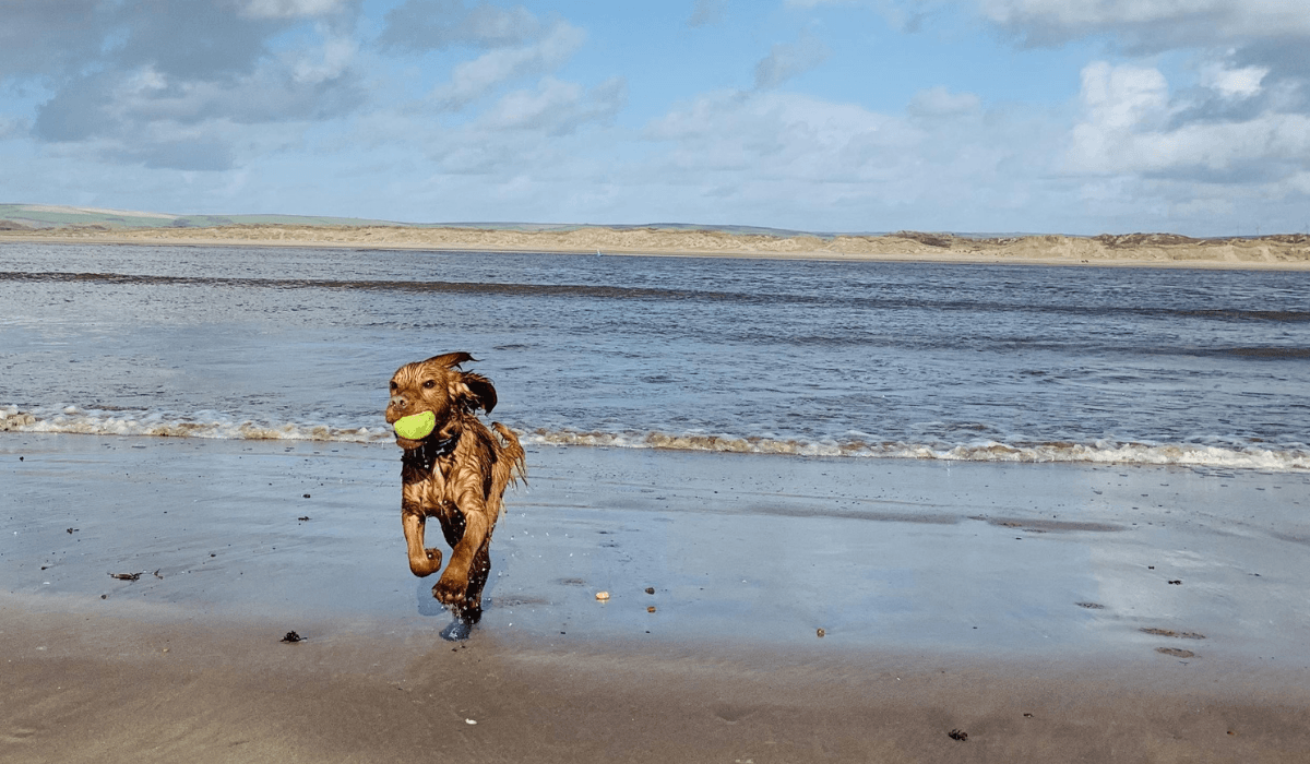 A wet, soggy Spaniel is running across the beach away from the sea with a tennis ball.
