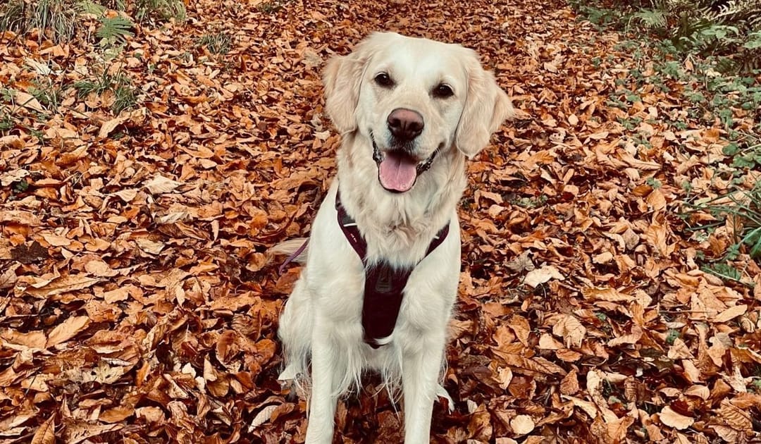 Mango the Golden Retriever enjoying a walk on an autumn day