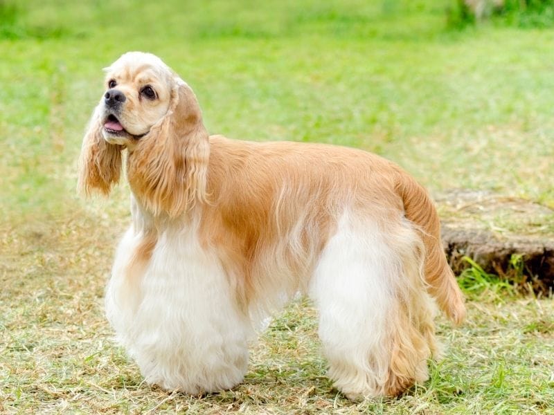 A long haired American Cocker Spaniel