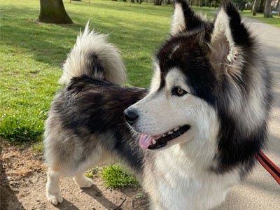 A large and very fluffy white and black dog stands in a park looking off to the distance