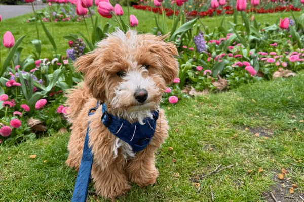 Bohdi the Puppy