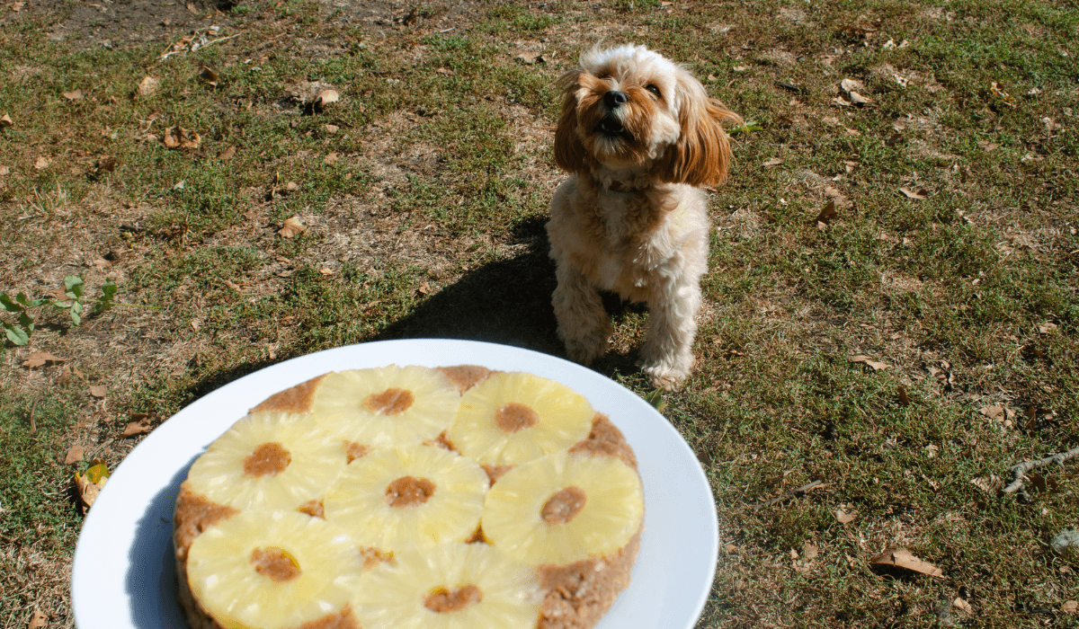 A cute, golden dog sits waiting for the plate of Pineapple Pupside Down Cake.