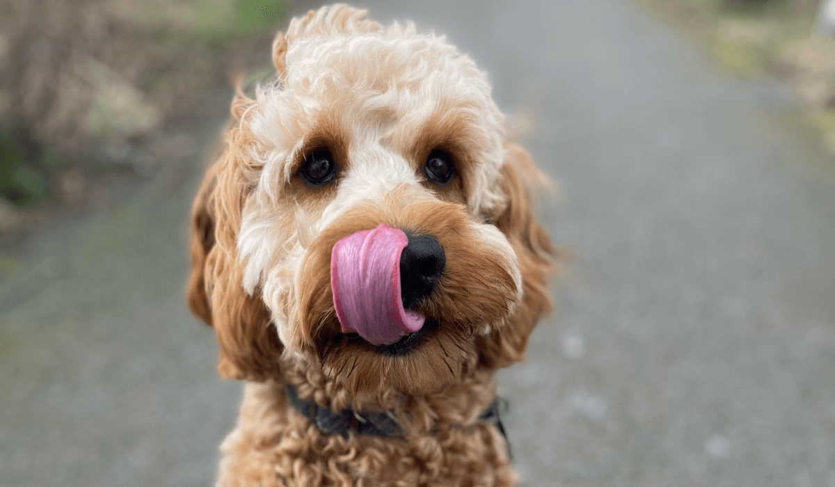 A golden Cockapoo eager for a treat, tongue is curled up over their nose waiting in anticipation!