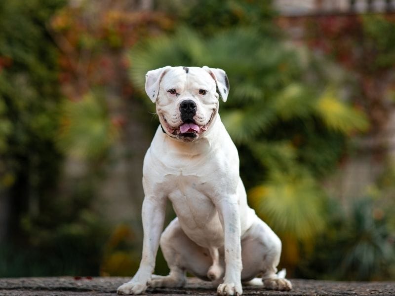 A white American Bulldog sitting happily in the garden