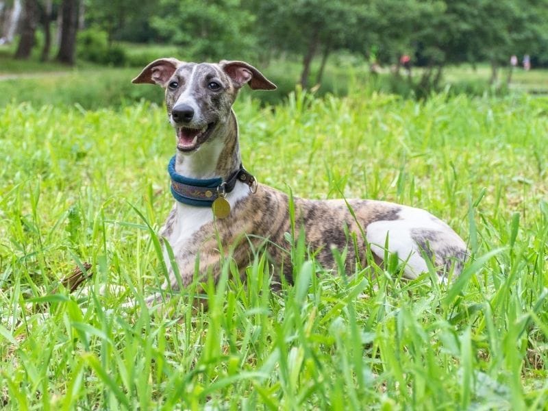 A happy Whippet is lying in the long grassy field after a good run around with friends