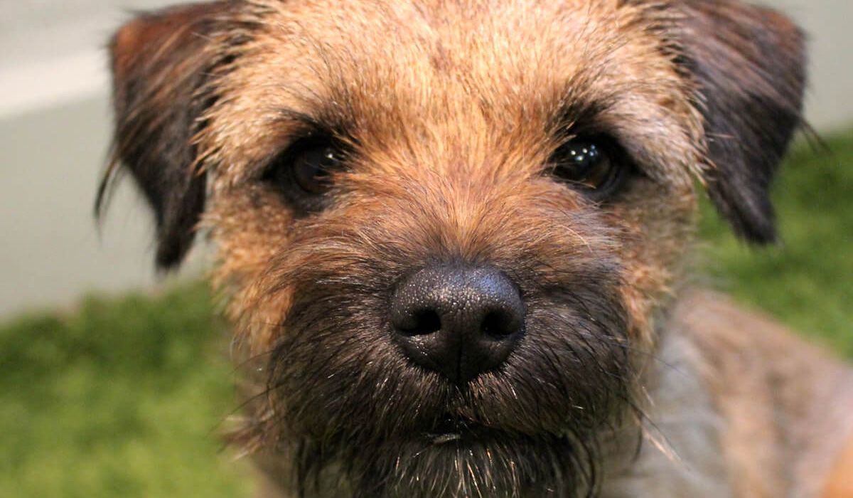 A close up of Whiskey's adorable scruffy face. He's black & brown & looking straight at the camera.