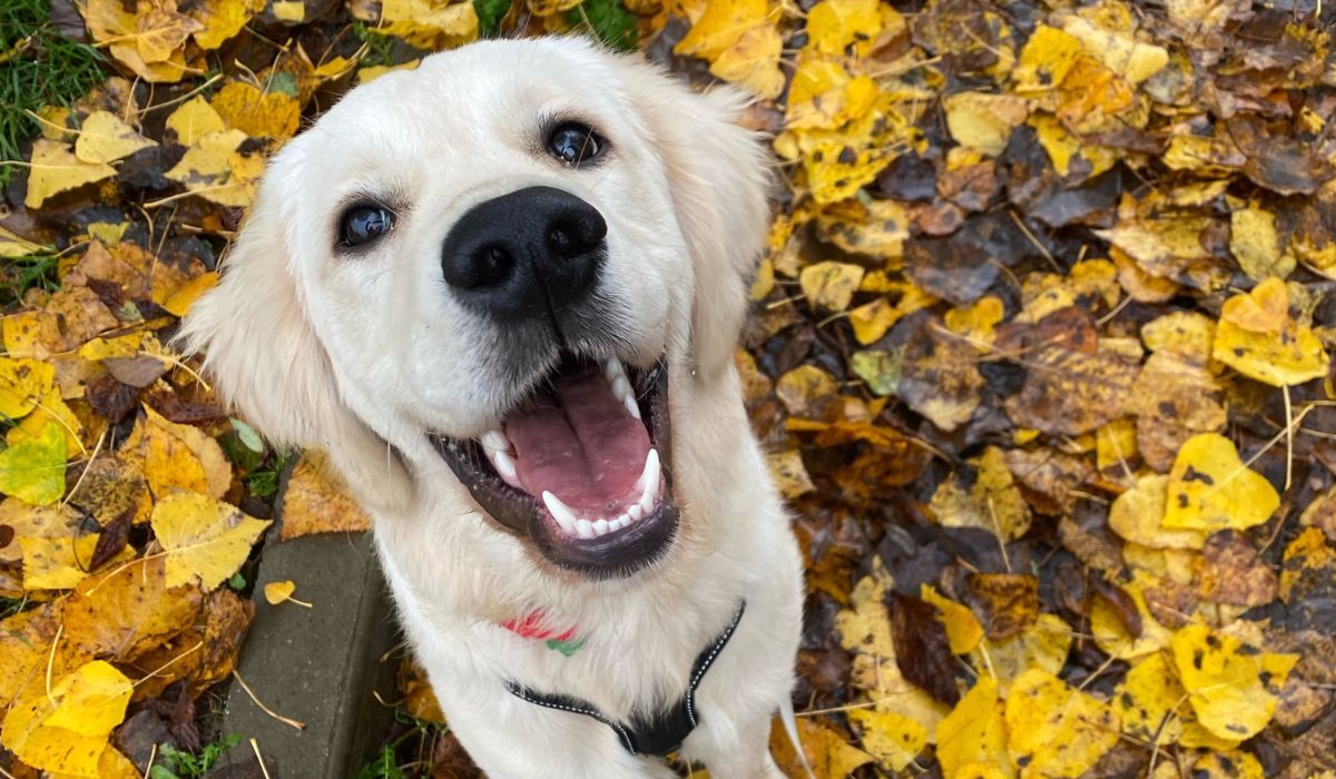 Doggy member Archie, the Golden Retriever, sat on a carpet of leaves