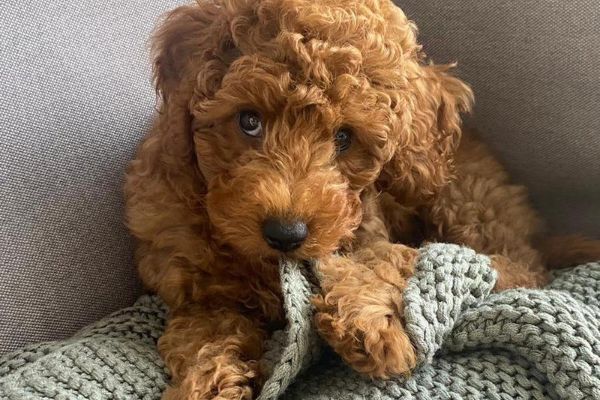 Coco, the Toy Poodle