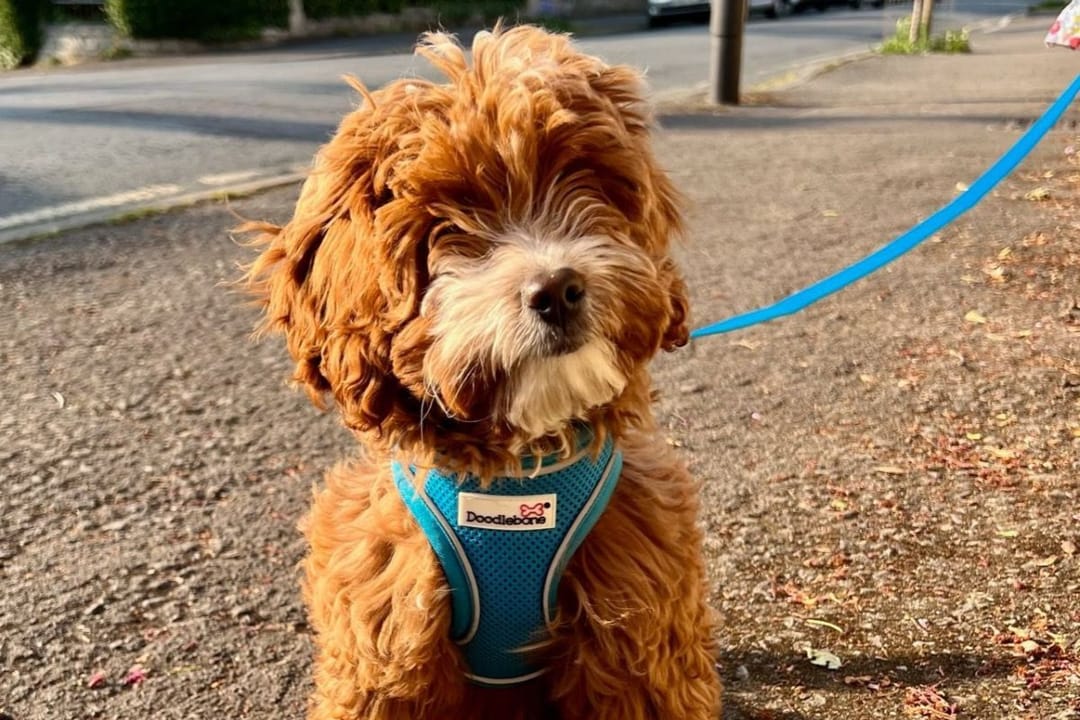 Doggy member Paddington, the Cavapoo, enjoying a walk around the block