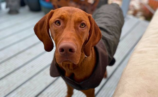 Doggy member Bruno, the Hungarian Vizsla wearing his jacket