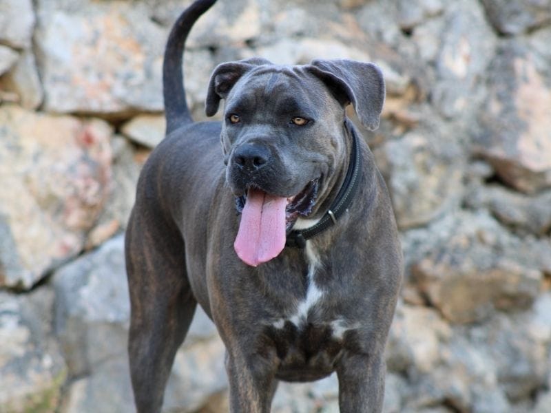 Cane Corso Dog Breed Guide: Care, training and fun facts