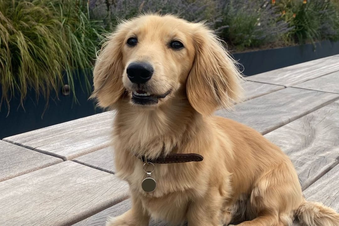 Doggy member Oatis, the Miniature Dachshund, enjoying an afternoon walk with their borrower