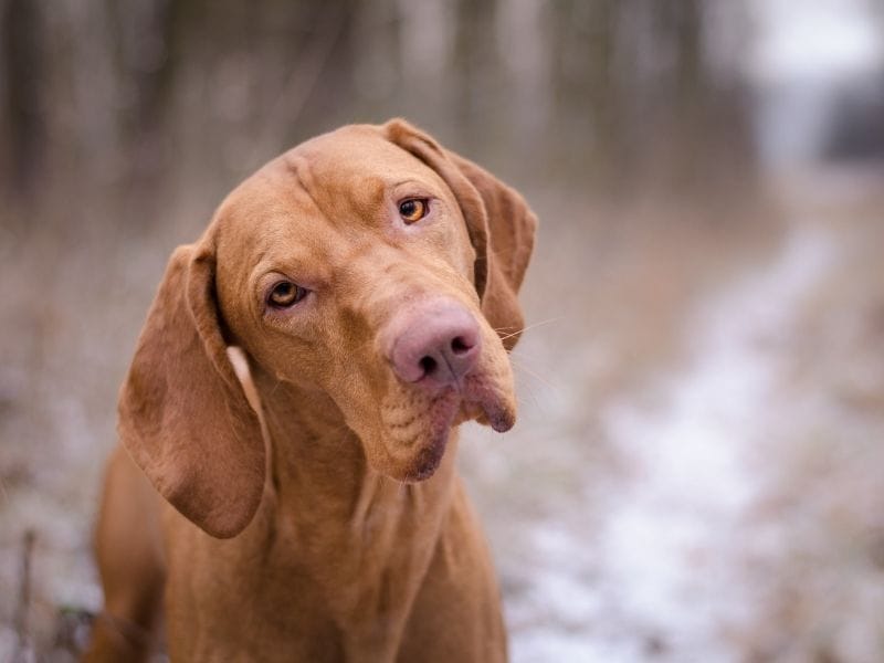 Hungarian Vizsla Dog Breed Guide: Care, training and fun facts