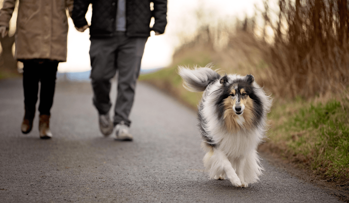 An elegant Rough Collie is running and leading the way down a country road.
