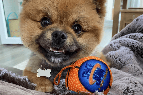 Duggee, the Pomeranian, with a Spice Jam fetching toy