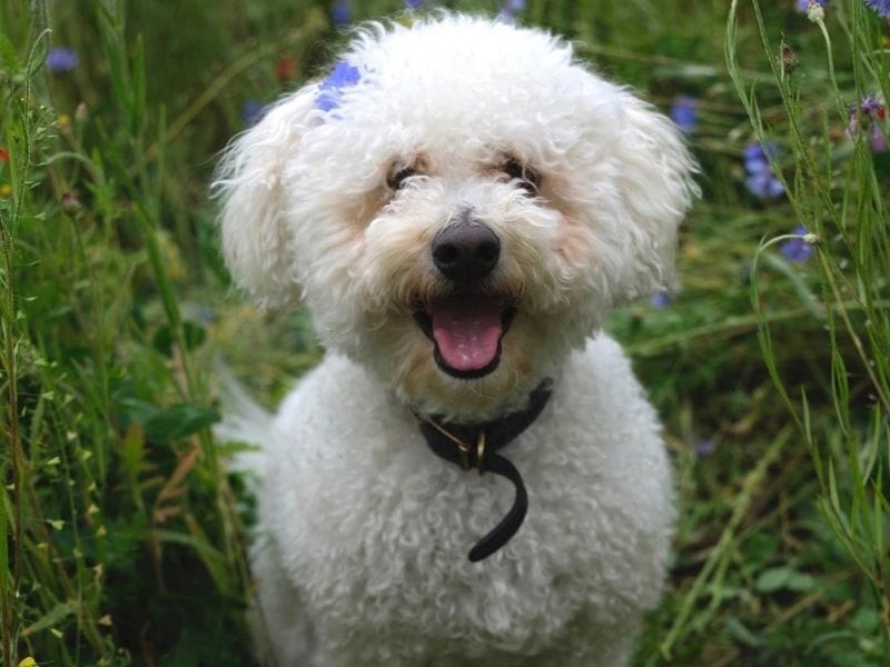 Bichon Frise breed guide: Care, training, and fun facts