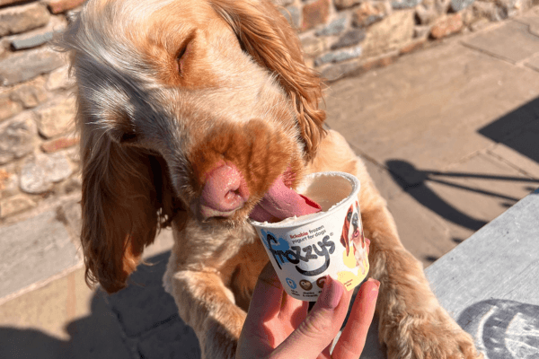 Prince the Cocker Spaniel enjoys some Frozzys