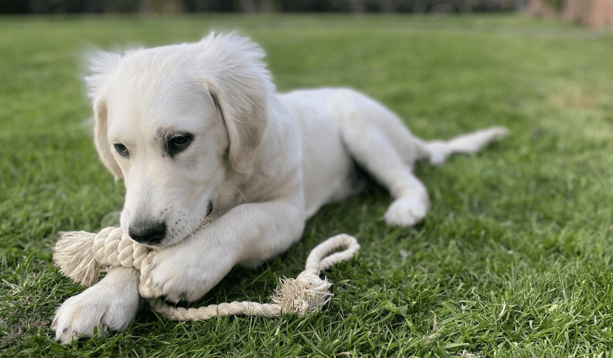 A cream Goldendoodle puppy lies in the grass after a game of tug with their rope toy.