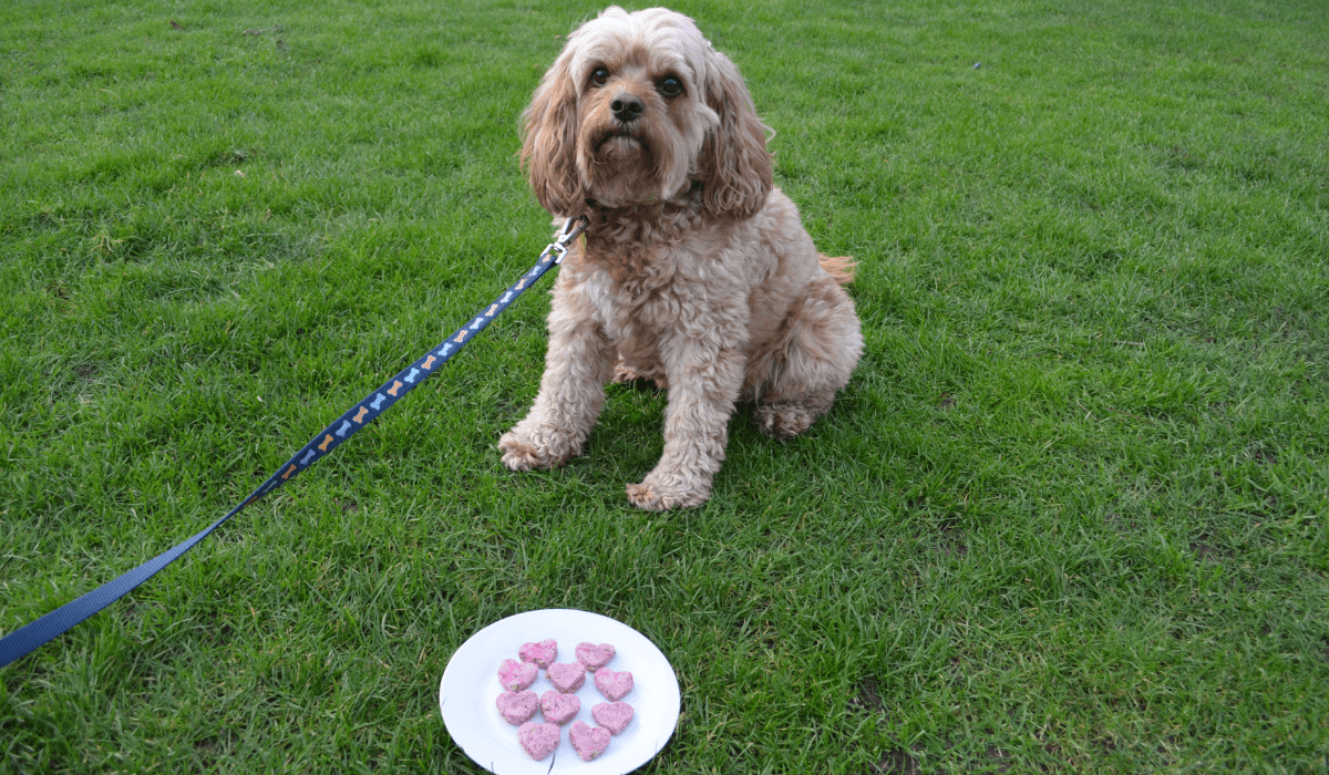 A plate of Chicken and Raspberry Heart Treats is placed in front of a cute, fluffy pooch.