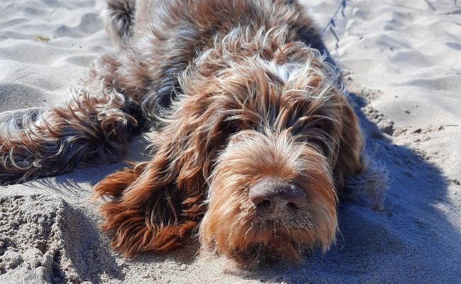 Doggy member Alfra, the Italian Spinone lying on a sandy beach