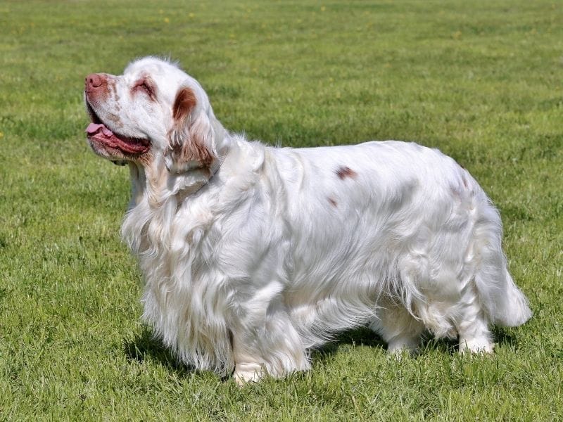Learn about the traits, and care needs, of the Clumber Spaniel