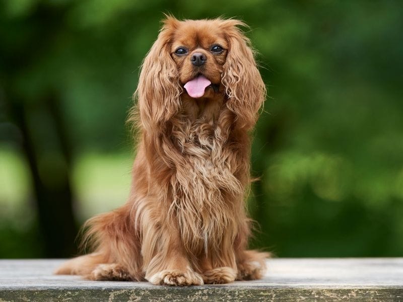 A golden, red Cavalier King Charles Spaniel sits elegantly on a wooden bench with a forest backdrop