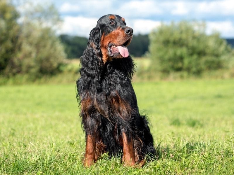 A gorgeous Gordon Setter sits in a field on a cloudy but sunny day, gazing out into the distance