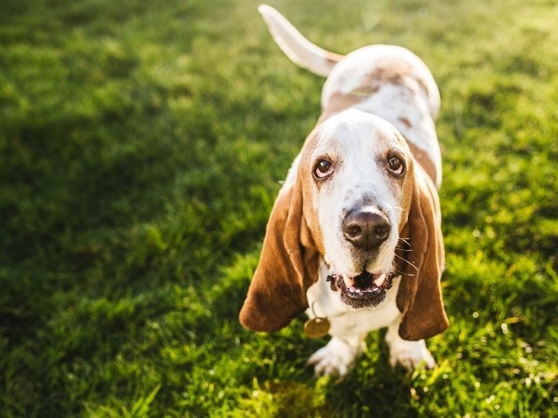 An old happy Basset Hound sitting on the grass in the sunshine