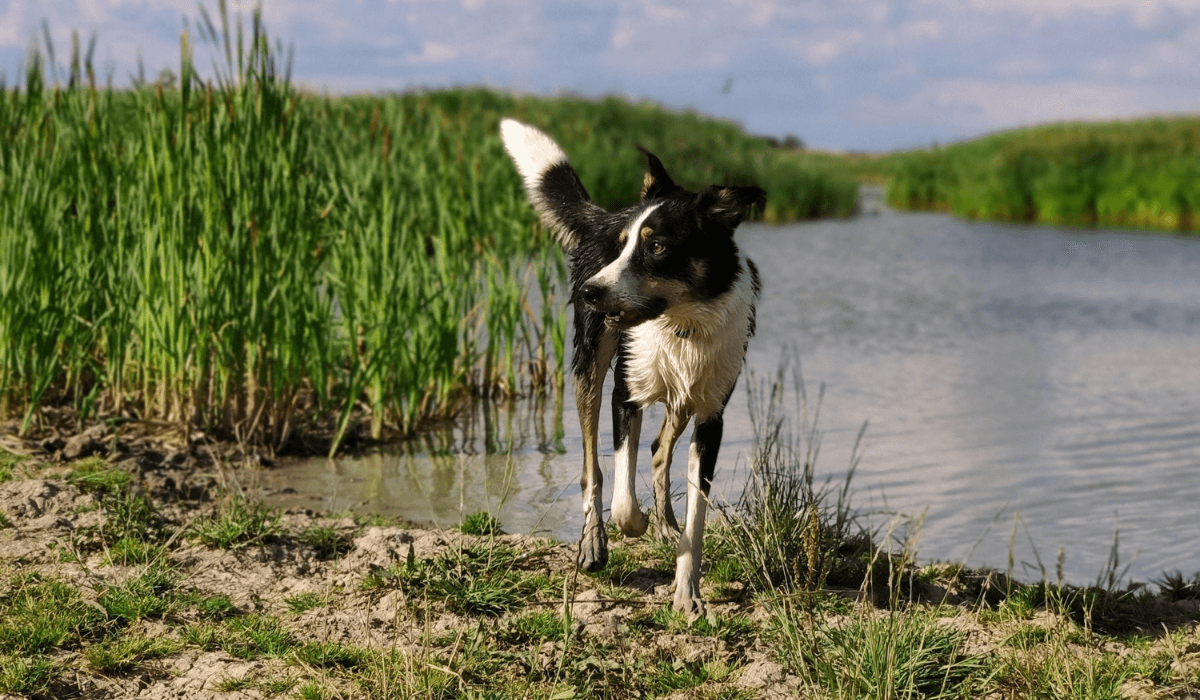 The Top 5 Smartest Dog Breeds