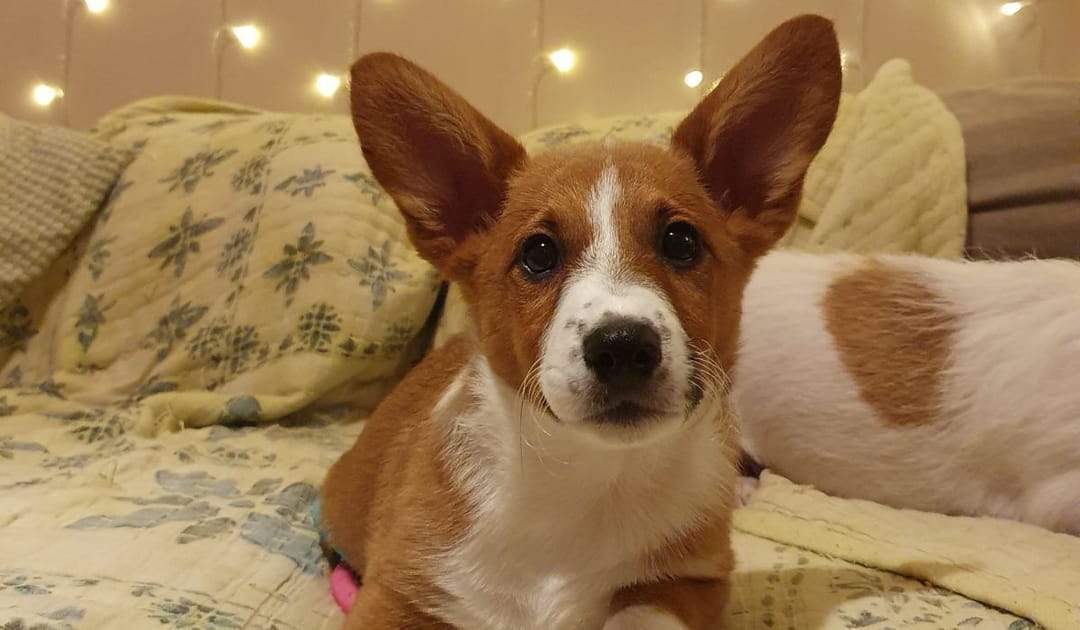 Doggy member Hachi, the Corgi Cross, lying sweetly on his human's bed